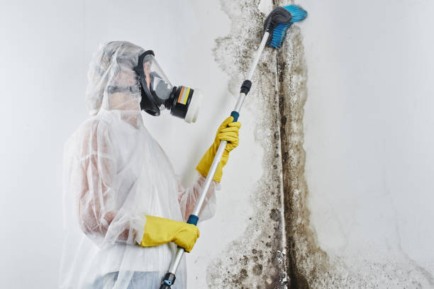 Certified Mold Removal in Moses Lake, WA