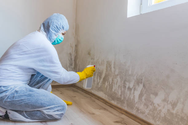 Best Mold Damage Repair  in Moses Lake, WA