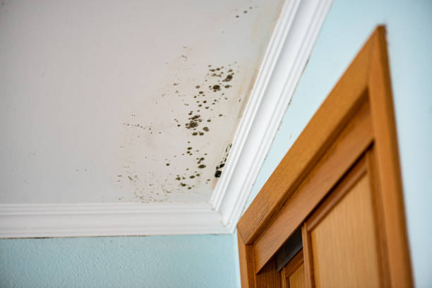 Best Certified Mold Removal  in Moses Lake, WA