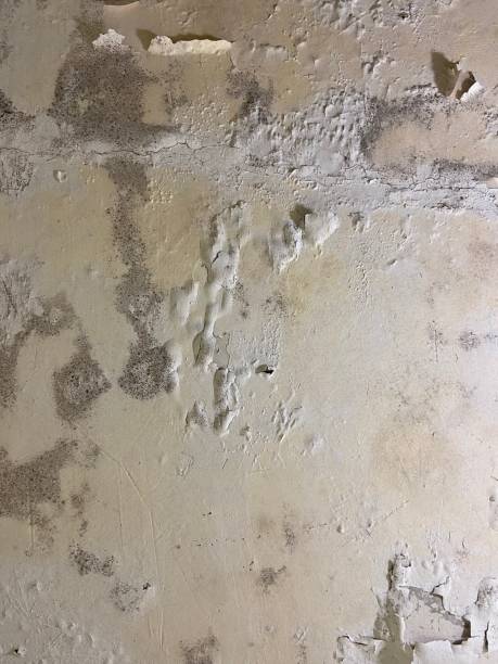 Best Professional Mold Removal  in Moses Lake, WA