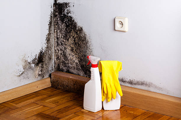 Best Same-Day Mold Removal  in Moses Lake, WA
