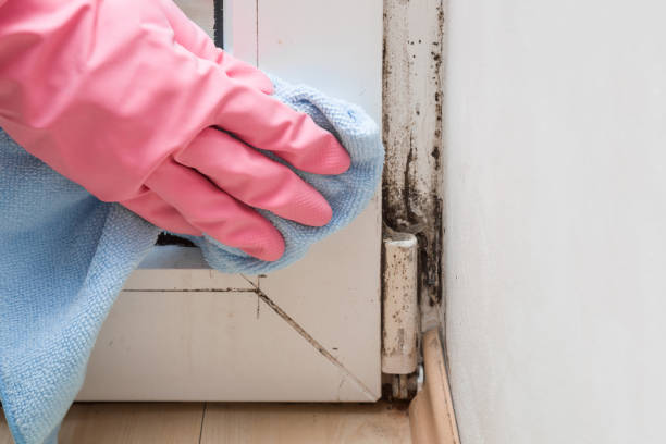 Best Best Mold Removal Companies  in Moses Lake, WA
