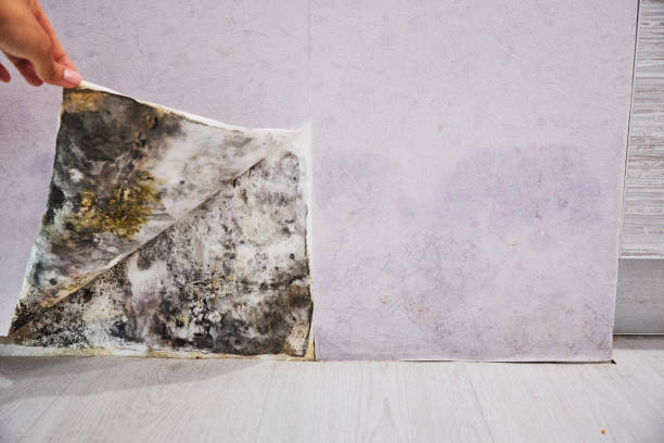 Best Residential Mold Removal  in Moses Lake, WA